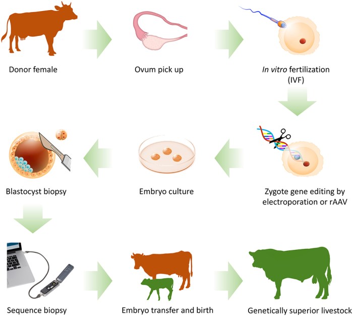 Multiple benefits of molasses nutrient blocks for cattle
